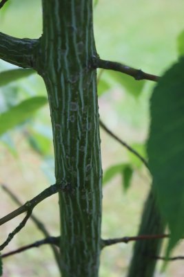 Acer davidii 'Rosalie' - javor Davidův - kůra